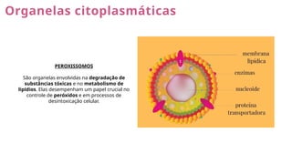 Organelas citoplasmáticas
PEROXISSOMOS
São organelas envolvidas na degradação de
substâncias tóxicas e no metabolismo de
lipídios. Elas desempenham um papel crucial no
controle de peróxidos e em processos de
desintoxicação celular.
 