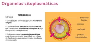 Organelas citoplasmáticas
PEROXISSOMOS
Estrutura
🔹 São vesículas envolvidas por uma membrana
simples.
🔹 Contêm enzimas oxidativas como a catalase,
que convertem o peróxido de hidrogênio (H₂O₂)
em água (H₂O) e oxigênio (O₂).
🔹 Estão presentes em quase todas as células
eucarióticas, com maior quantidade em células
do fígado e rins, que realizam muitas funções de
desintoxicação.
 