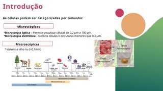 Introdução
As células podem ser categorizadas por tamanho:
Microscópicas
Macroscópicas
•Microscopia óptica – Permite visualizar células de 0,2 µm a 100 µm.
•Microscopia eletrônica – Detecta células e estruturas menores que 0,2 µm.
• Visíveis a olho nu (>0,1mm)
 