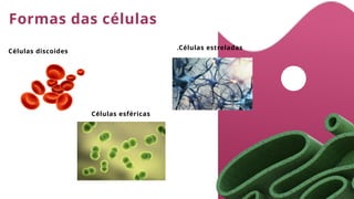 Formas das células
Células discoides
.Células estreladas
Células esféricas
 