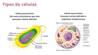 Tipos de células
Célula procarionte
São seres unicelulares que não
possuem núcleo definido
Célula eucariontes
Possuem núcleo definido e
organelas membranosas
 