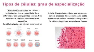 Tipos de células: grau de especialização
Célula Indiferenciadas: ou células
totipotentes tem a capacidade de se
diferenciar em qualquer tipo celular. Não
adquiriram um função ou estrutura
especifica
Ex: célula zigoto e as células embrionárias
Célula diferenciadas: tipos que por passar
por um processo de especialização, estão
aptas desempenhar uma função específica.
Ex: células hepáticas, musculares, ósseas
 