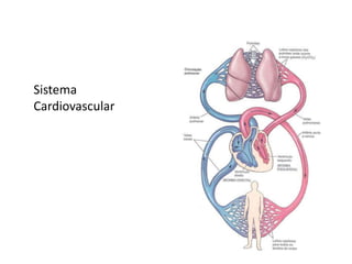 Sistema
Cardiovascular
 