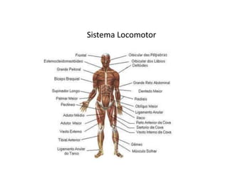 Sistema Locomotor
 