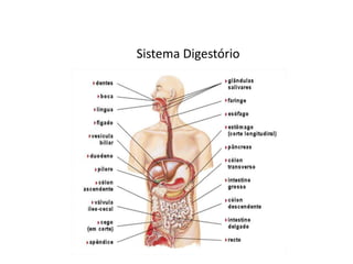 Sistema Digestório
 