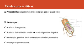 Células procarióticas
Procariontes: organismos mais simples que os eucariontes
 Diferenças:
 Ausência de organelos;
 Ausência de membrana celular  Material genético disperso;
 Informação genética: único cromossoma circular; plasmídeos
 Presença de parede celular;
 
