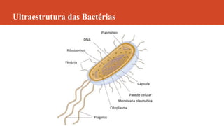 Ultraestrutura das Bactérias
 