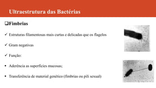 Ultraestrutura das Bactérias
Fimbrias
 Estruturas filamentosas mais curtas e delicadas que os flagelos
 Gram negativas
 Função:
 Aderência as superfícies mucosas;
 Transferência de material genético (fímbrias ou pili sexual)
 