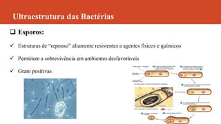 Ultraestrutura das Bactérias
 Esporos:
 Estruturas de “repouso” altamente resistentes a agentes físicos e químicos
 Permitem a sobrevivência em ambientes desfavoráveis
 Gram positivas
 