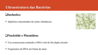 Ultraestrutura das Bactérias
Inclusões:
 depósitos concentrados de certas substâncias
Nucleóide e Plasmídeos
 Um cromossoma contendo o DNA viral de fita dupla circular
 Fragmentos de DNA em forma de aneis
 