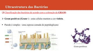 Ultraestrutura das Bactérias
 Classificação das bactérias de acordo com a coloração de GRAM:
 Gram positivas (Gram+) - estas células mantem a cor violeta.
 Parede é simples - uma espessa camada de peptidoglicano
 