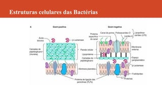 Estruturas celulares das Bactérias
 