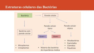 Estruturas celulares das Bactérias
 