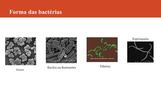 Forma das bactérias
 
