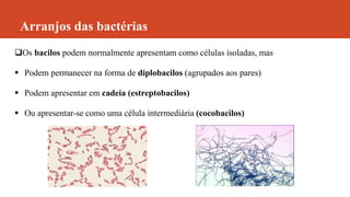 Arranjos das bactérias
Os bacilos podem normalmente apresentam como células isoladas, mas
 Podem permanecer na forma de diplobacilos (agrupados aos pares)
 Podem apresentar em cadeia (estreptobacilos)
 Ou apresentar-se como uma célula intermediária (cocobacilos)
 