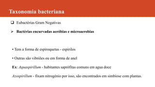 Taxonomia bacteriana
 Eubactérias Gram Negativas
 Bactérias encurvadas aeróbias e microaerobias
• Tem a forma de espiroquetas - espirilos
• Outras são vibriões ou em forma de anel
Ex: Aquaspirillum - habitantes saprófitas comuns em agua doce
Azospirillum - fixam nitrogénio por isso, são encontrados em simbiose com plantas.
 