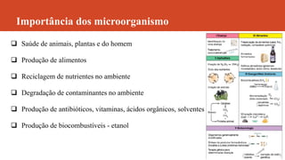 Importância dos microorganismo
 Saúde de animais, plantas e do homem
 Produção de alimentos
 Reciclagem de nutrientes no ambiente
 Degradação de contaminantes no ambiente
 Produção de antibióticos, vitaminas, ácidos orgânicos, solventes
 Produção de biocombustíveis - etanol
 