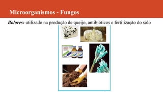 Microorganismos - Fungos
Bolores: utilizado na produção de queijo, antibióticos e fertilização do solo
 