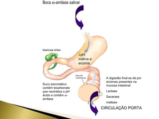 Boca a-amilase salivar 
Vesícula biliar 
Inteostin 
delg ado 
¯pH 
inativa a 
enzima 
Suco pancreático 
contém bicarbonato 
que neutraliza o pH 
ácido e contém a- 
amilase 
A absorção de glicose 
pelas células 
intestinais não requer 
insulina. 
A digestão final se dá por 
enzimas presentes na 
mucosa intestinal: 
Lactase 
Sacarase 
maltase 
CIRCULAÇÃO PORTA 
 