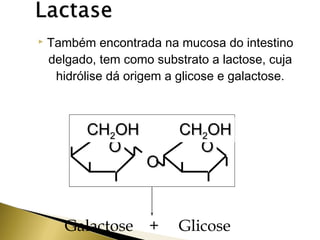  Também encontrada na mucosa do intestino 
delgado, tem como substrato a lactose, cuja 
hidrólise dá origem a glicose e galactose. 
CCHH22OOHH 
OO 
+ H2O 
CCHH22OOHH 
OO 
OO 
Galactose + Glicose 
 