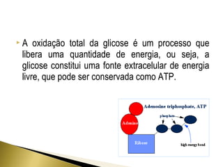  A oxidação total da glicose é um processo que 
libera uma quantidade de energia, ou seja, a 
glicose constitui uma fonte extracelular de energia 
livre, que pode ser conservada como ATP. 
 