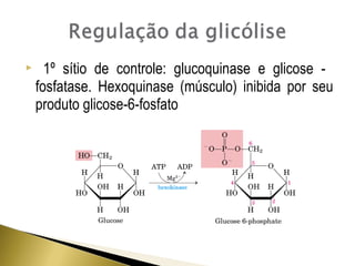  1º sítio de controle: glucoquinase e glicose - 
fosfatase. Hexoquinase (músculo) inibida por seu 
produto glicose-6-fosfato 
 