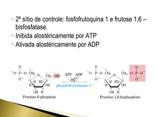 2º sítio de controle: fosfofrutoquina 1 e frutose 1,6 – 
bisfosfatase. 
 Inibida alostéricamente por ATP 
 Ativada alostéricamente por ADP 
 