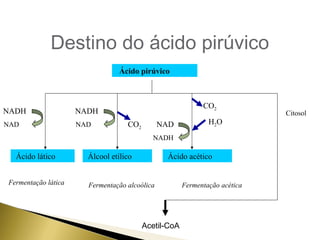 Destino do ácido pirúvico 
Ácido pirúvico 
NADH 
NAD 
Ácido lático 
NADH 
NAD CO2 
Álcool etílico 
NAD 
NADH 
CO2 
H2O 
Ácido acético 
Citosol 
Fermentação lática Fermentação alcoólica Fermentação acética 
Acetil-CoA 
 