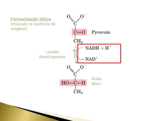 Fermentação lática 
(músculo na ausência de 
oxigênio) 
Ácido 
lático 
Lactato 
desidrogenase 
 