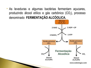  As leveduras e algumas bactérias fermentam açucares, 
produzindo álcool etílico e gás carbônico (CO2), processo 
denominado FERMENTAÇÃO ALCÓOLICA. 
 