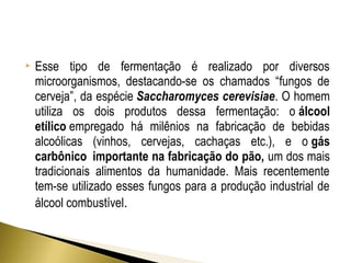  Esse tipo de fermentação é realizado por diversos 
microorganismos, destacando-se os chamados “fungos de 
cerveja”, da espécie Saccharomyces cerevisiae. O homem 
utiliza os dois produtos dessa fermentação: o álcool 
etílico empregado há milênios na fabricação de bebidas 
alcoólicas (vinhos, cervejas, cachaças etc.), e o gás 
carbônico importante na fabricação do pão, um dos mais 
tradicionais alimentos da humanidade. Mais recentemente 
tem-se utilizado esses fungos para a produção industrial de 
álcool combustível. 
 
