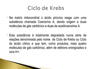  Na matriz mitocondrial o ácido pirúvico reage com uma 
substância chamada Coenzima A, dando origem a duas 
moléculas de gás carbônico e duas de acetilcoenzima A. 
 Esta substância é totalmente degradada numa série de 
reações denominada pelo nome de Ciclo de Krebs ou Ciclo 
do ácido cítrico e que tem, como produtos, mais quatro 
moléculas de gás carbônico, além de elétrons energizados e 
íons H+. 
 