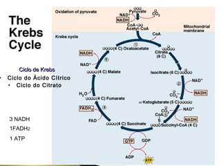 CCiicclloo ddee KKrreebbss 
• Ciclo do Ácido Cítrico 
• Ciclo do Citrato 
3 NADH 
1FADH2 
1 ATP 
 