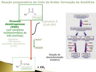 Reação preparatória do Ciclo de Krebs: formação de AcetilCoa 
AcetilCoa 
Piruvato 
Piruvato 
desidrogenase 
(PDH) 
(um complexo 
multienzimático de 
três enzimas) 
Coenzima A 
(CoA-SH) 
NAD+ 
NADH 
+ CO2 
Reação de 
descarboxilação 
oxidativa 
Cofactores: 
- TPP (tiamina 
pirofosfato, derivado da 
vit. B1) 
 