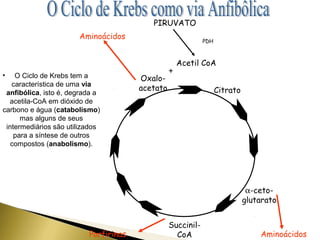PIRUVATO 
PDH Aminoácidos 
Oxalo-acetato 
Acetil CoA 
Citrato 
a-ceto-glutarato 
Succinil- 
CoA 
• O Ciclo de Krebs tem a 
característica de uma via 
anfibólica, isto é, degrada a 
acetila-CoA em dióxido de 
carbono e água (catabolismo) 
Porfirinas Aminoácidos 
mas alguns de seus 
intermediários são utilizados 
para a síntese de outros 
compostos (anabolismo). 
+ 
 