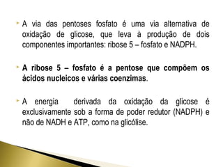  A via das pentoses fosfato é uma via alternativa de 
oxidação de glicose, que leva à produção de dois 
componentes importantes: ribose 5 – fosfato e NADPH. 
 A ribose 5 – fosfato é a pentose que compõem os 
ácidos nucleicos e várias coenzimas. 
 A energia derivada da oxidação da glicose é 
exclusivamente sob a forma de poder redutor (NADPH) e 
não de NADH e ATP, como na glicólise. 
 