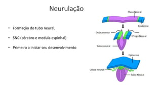 Neurulação
• Formação do tubo neural;
• SNC (cérebro e medula espinhal)
• Primeiro a iniciar seu desenvolvimento
 
