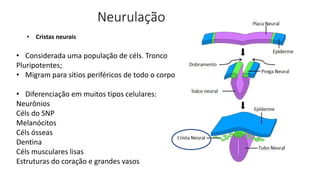 Neurulação
• Considerada uma população de céls. Tronco
Pluripotentes;
• Migram para sítios periféricos de todo o corpo
• Diferenciação em muitos tipos celulares:
Neurônios
Céls do SNP
Melanócitos
Céls ósseas
Dentina
Céls musculares lisas
Estruturas do coração e grandes vasos
• Cristas neurais
 
