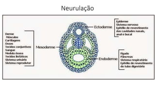 Neurulação
 