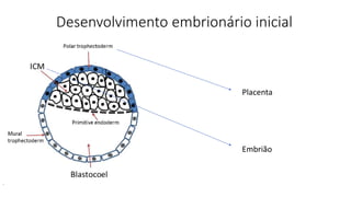Desenvolvimento embrionário inicial
Placenta
Embrião
 