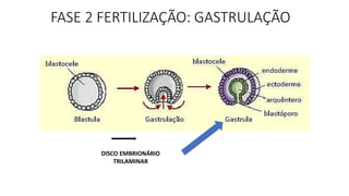 DISCO EMBRIONÁRIO
TRILAMINAR
FASE 2 FERTILIZAÇÃO: GASTRULAÇÃO
 