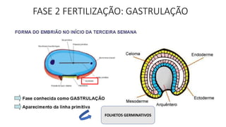 FASE 2 FERTILIZAÇÃO: GASTRULAÇÃO
FOLHETOS GERMINATIVOS
 