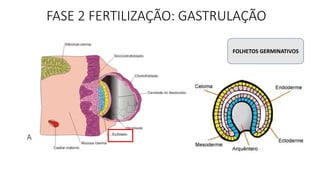 FASE 2 FERTILIZAÇÃO: GASTRULAÇÃO
FOLHETOS GERMINATIVOS
 