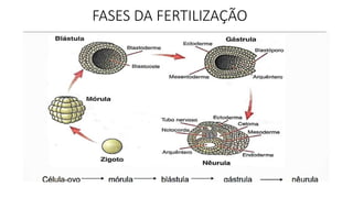 FASES DA FERTILIZAÇÃO
 