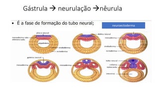 Gástrula  neurulação nêurula
neuroectoderma
 