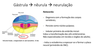 Gástrula  nêurula  neurulação
Notocorda:
- Degenera com a formação dos corpos
vertebrais;
- Persiste como núcleo pulposo;
- Indutor primário do embrião inicial:
Induz a transformação das céls embrionárias
Não especializadas em tecidos e órgãos do adulto;
- Induz o ectoderma a espessar-se e formar a placa
neural (primórdio do SNC).
 