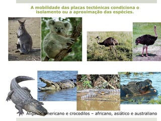 A mobilidade das placas tectónicas condiciona o
       isolamento ou a aproximação das espécies.




Marsupiais australianos            Ema australiana e avestruz africana




   Aligátor americano e crocodilos – africano, asiático e australiano
 