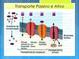 Transporte Passivo e Ativo
1 2 3 4
 