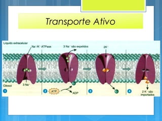 Transporte Ativo
 