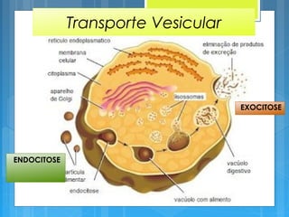 Transporte Vesicular
ENDOCITOSE
EXOCITOSE
 